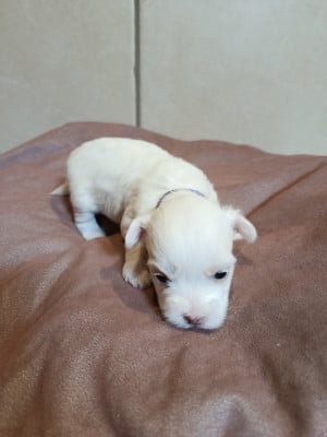 Les chiots de Coton de Tulear