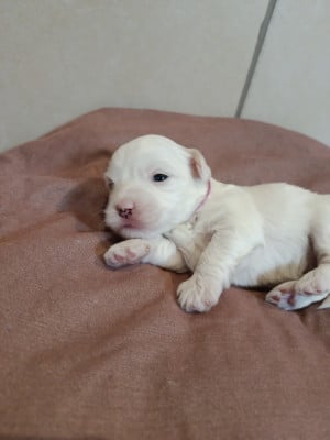 Les chiots de Coton de Tulear