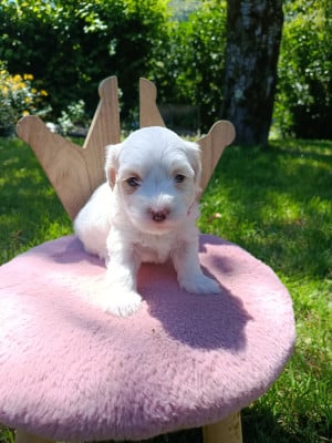 Les chiots de Coton de Tulear