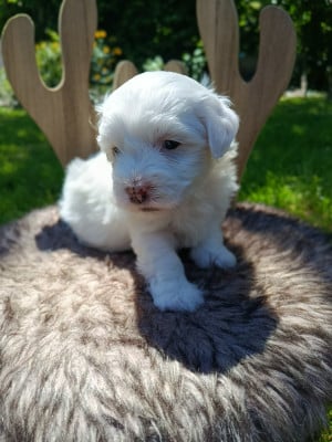 Les chiots de Coton de Tulear