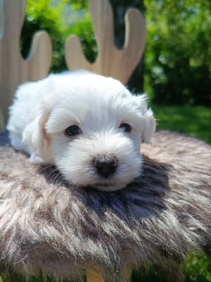 Les chiots de Coton de Tulear