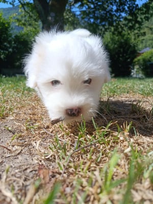 Les chiots de Coton de Tulear