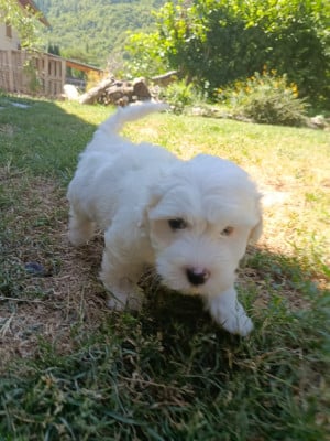 Les chiots de Coton de Tulear