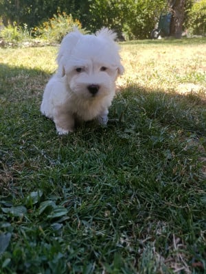 Les chiots de Coton de Tulear