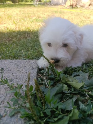 Les chiots de Coton de Tulear