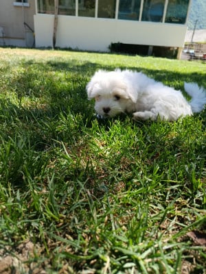 Les chiots de Coton de Tulear