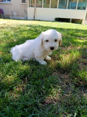 Les chiots de Coton de Tulear