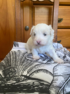 Les chiots de Coton de Tulear