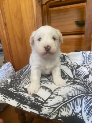 Les chiots de Coton de Tulear