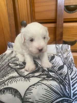 Les chiots de Coton de Tulear