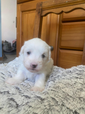 Les chiots de Coton de Tulear