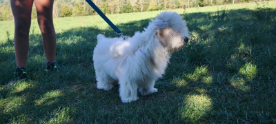 Les chiots de Coton de Tulear