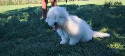 Les chiots de Coton de Tulear