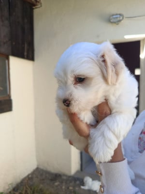 Les chiots de Coton de Tulear