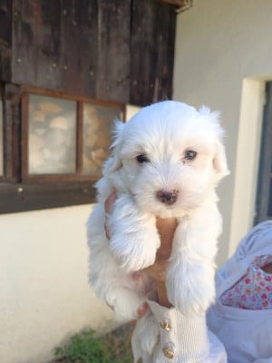 Les chiots de Coton de Tulear
