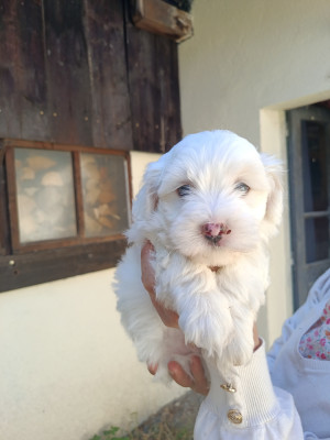 Les chiots de Coton de Tulear