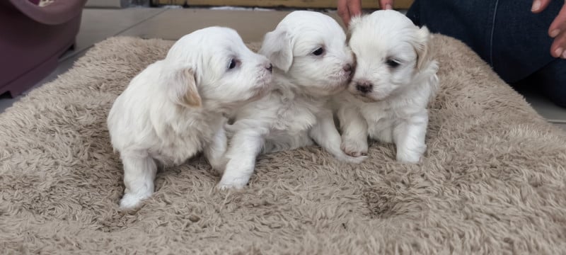 Coton de Tulear - Du Haut De Champfleury