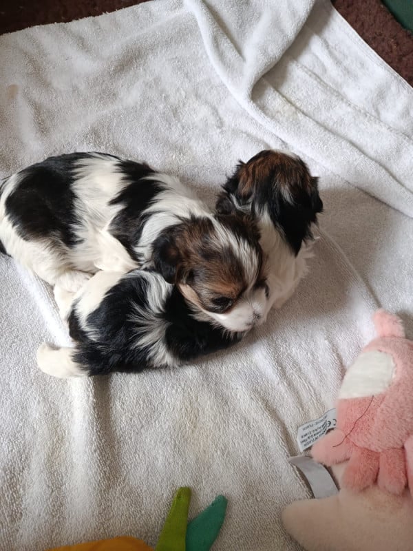 Coton de Tulear - Du Haut De Champfleury
