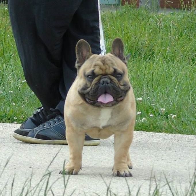 Accueil Elevage Mes Boulis Damour Eleveur De Chiens