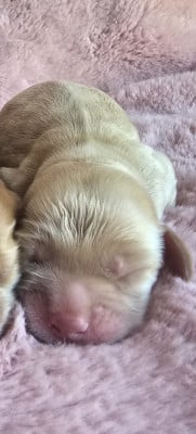 Les chiots de Cocker Spaniel Anglais