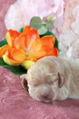 Les chiots de Cocker Spaniel Anglais