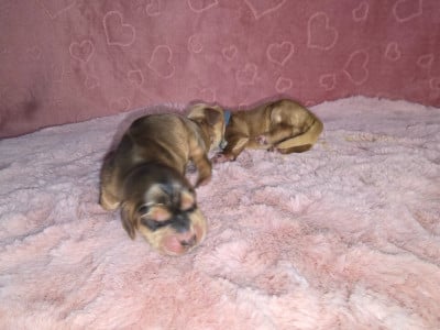 Les chiots de Cocker Spaniel Anglais