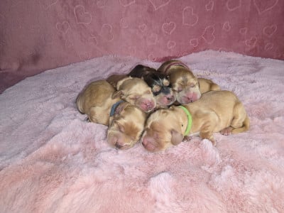 Les chiots de Cocker Spaniel Anglais