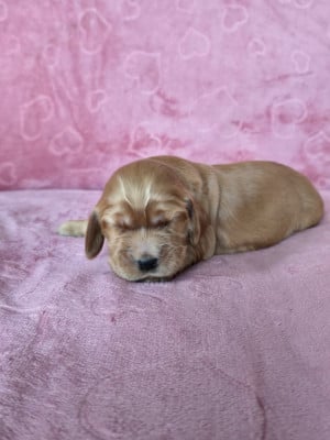 Les chiots de Cocker Spaniel Anglais