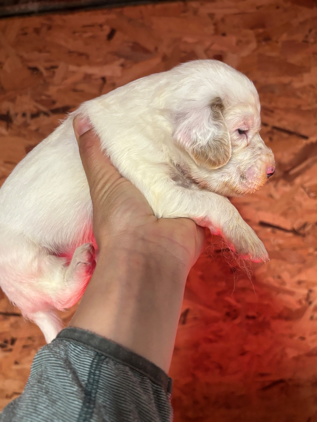 Chiot N°6 - Setter Anglais
