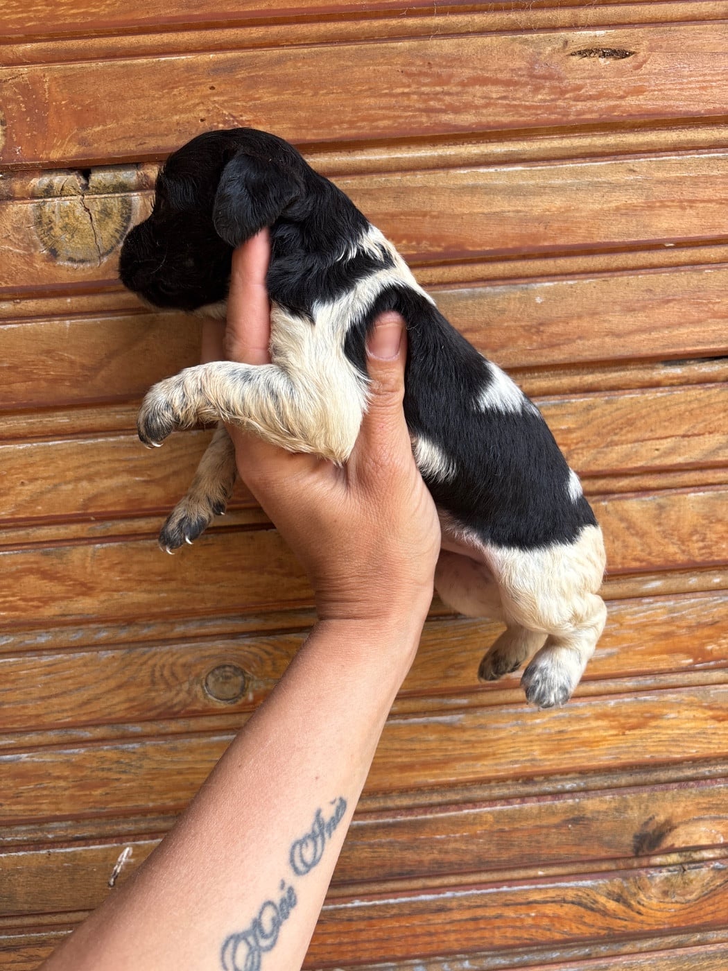 Chiot N°8