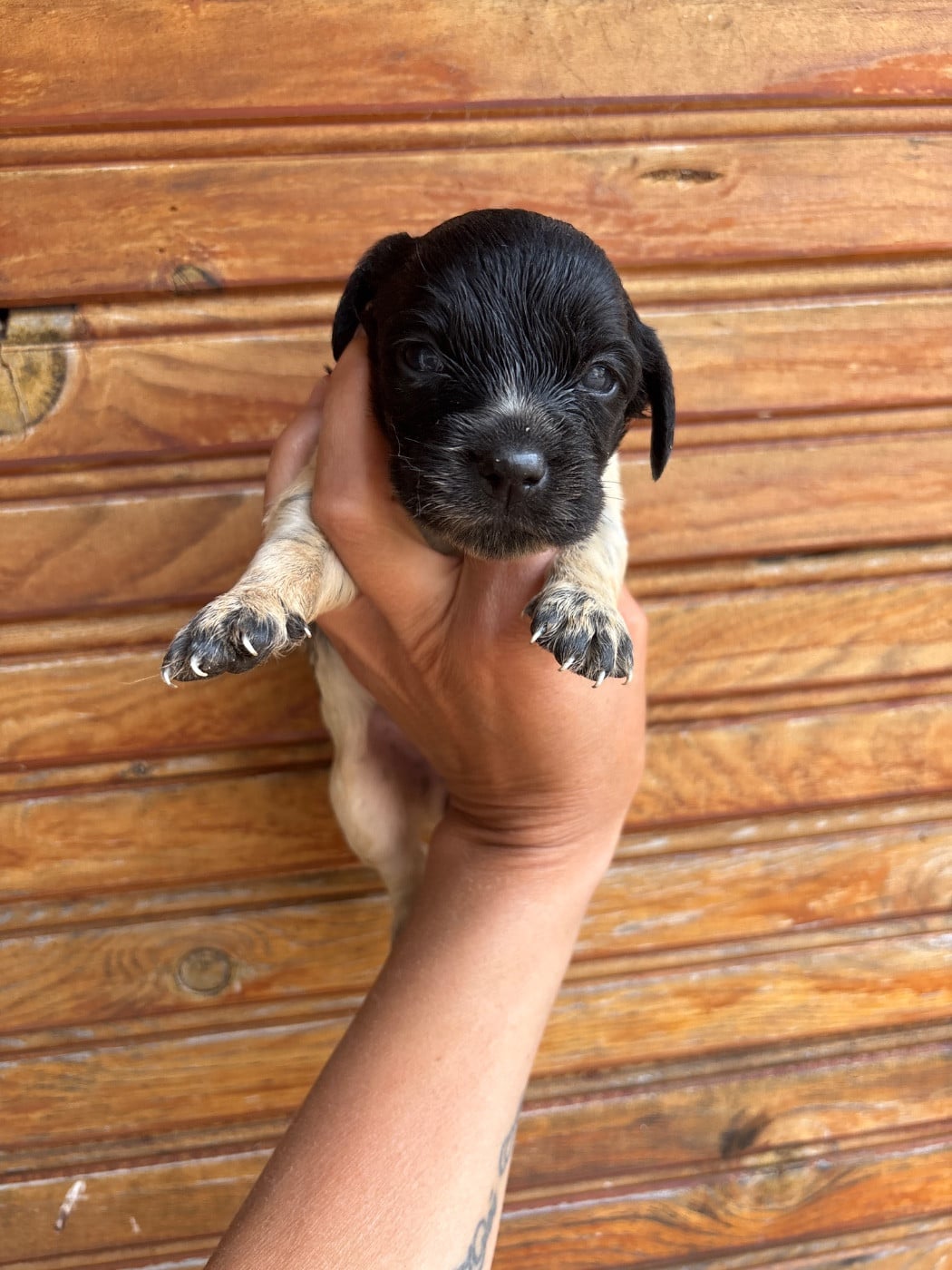 Chiot N°8