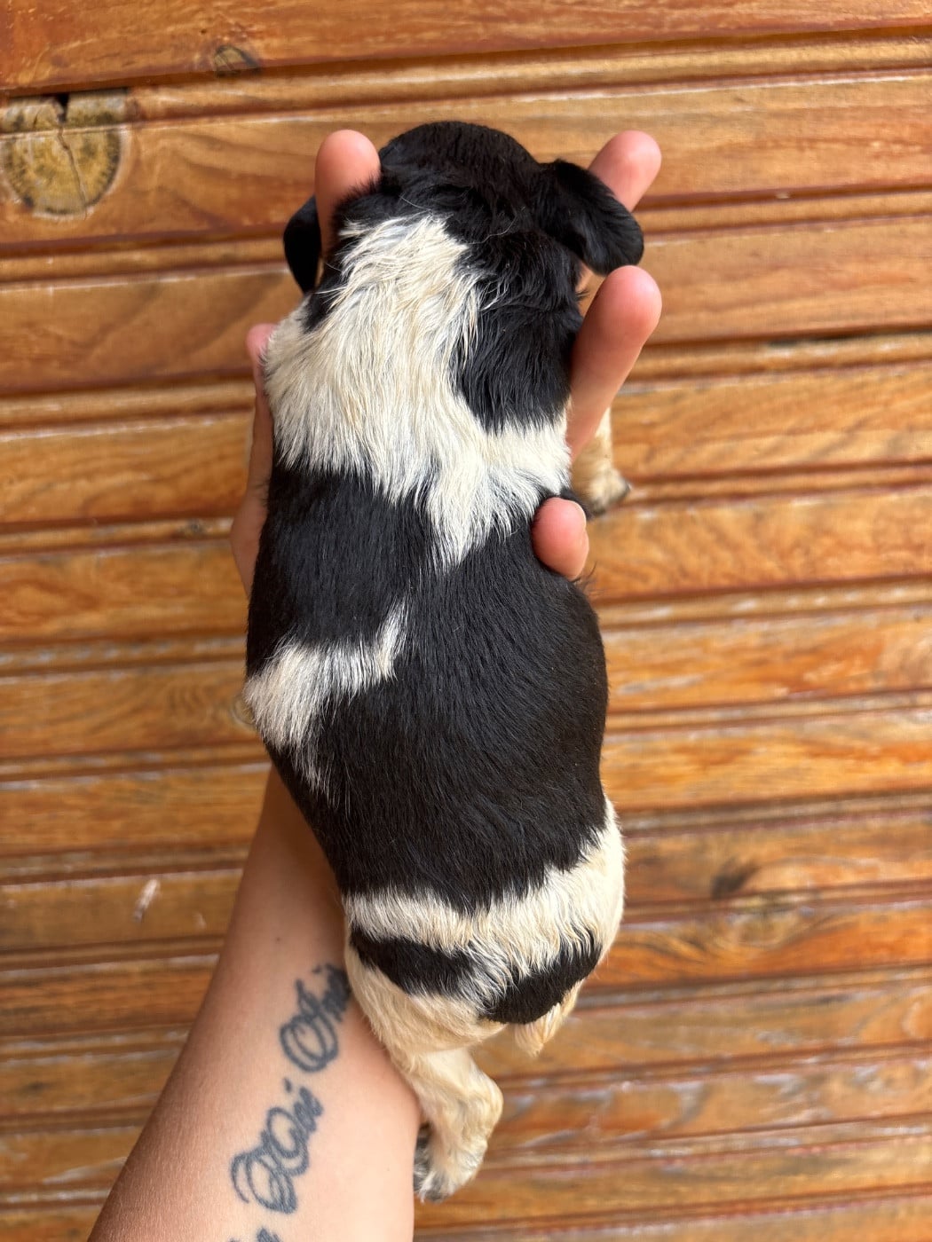 Chiot N°8