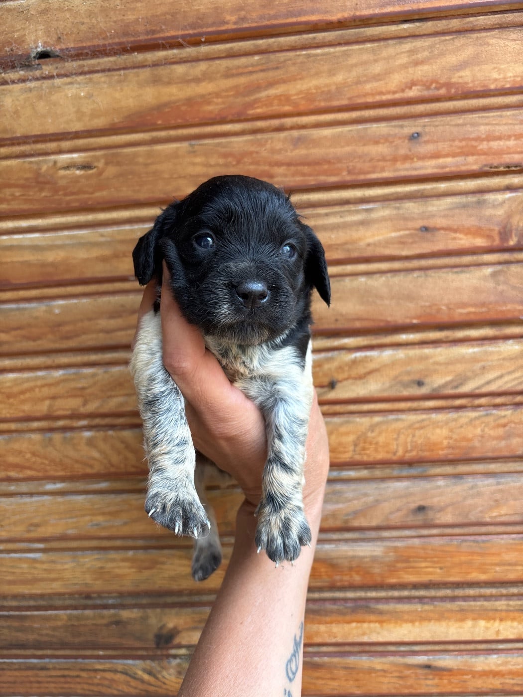 Chiot N°7