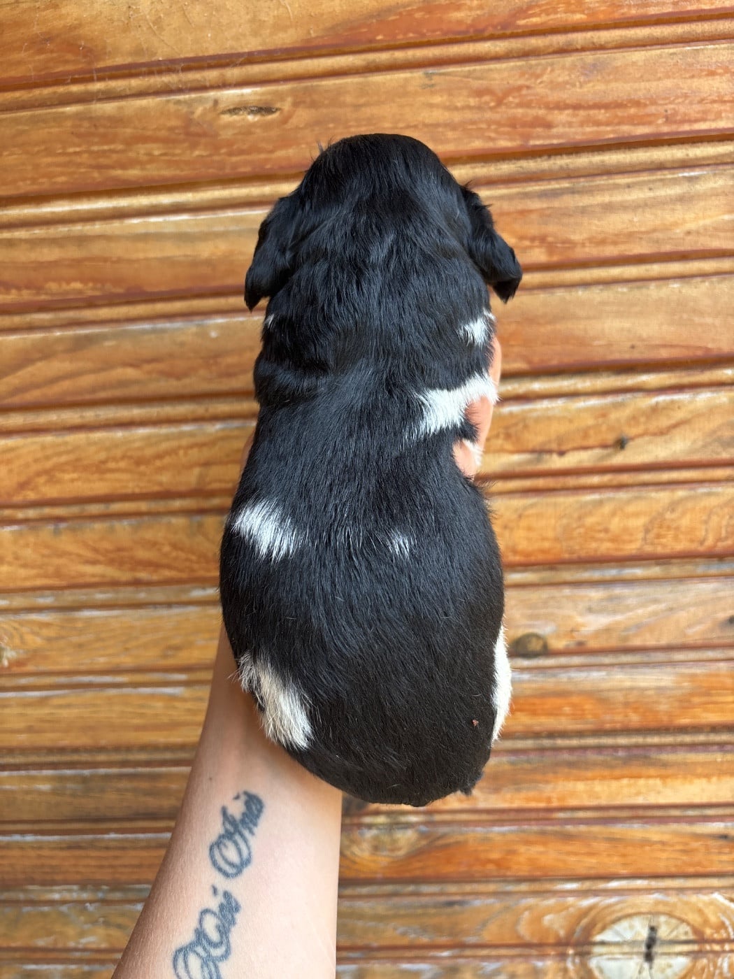 Chiot N°7