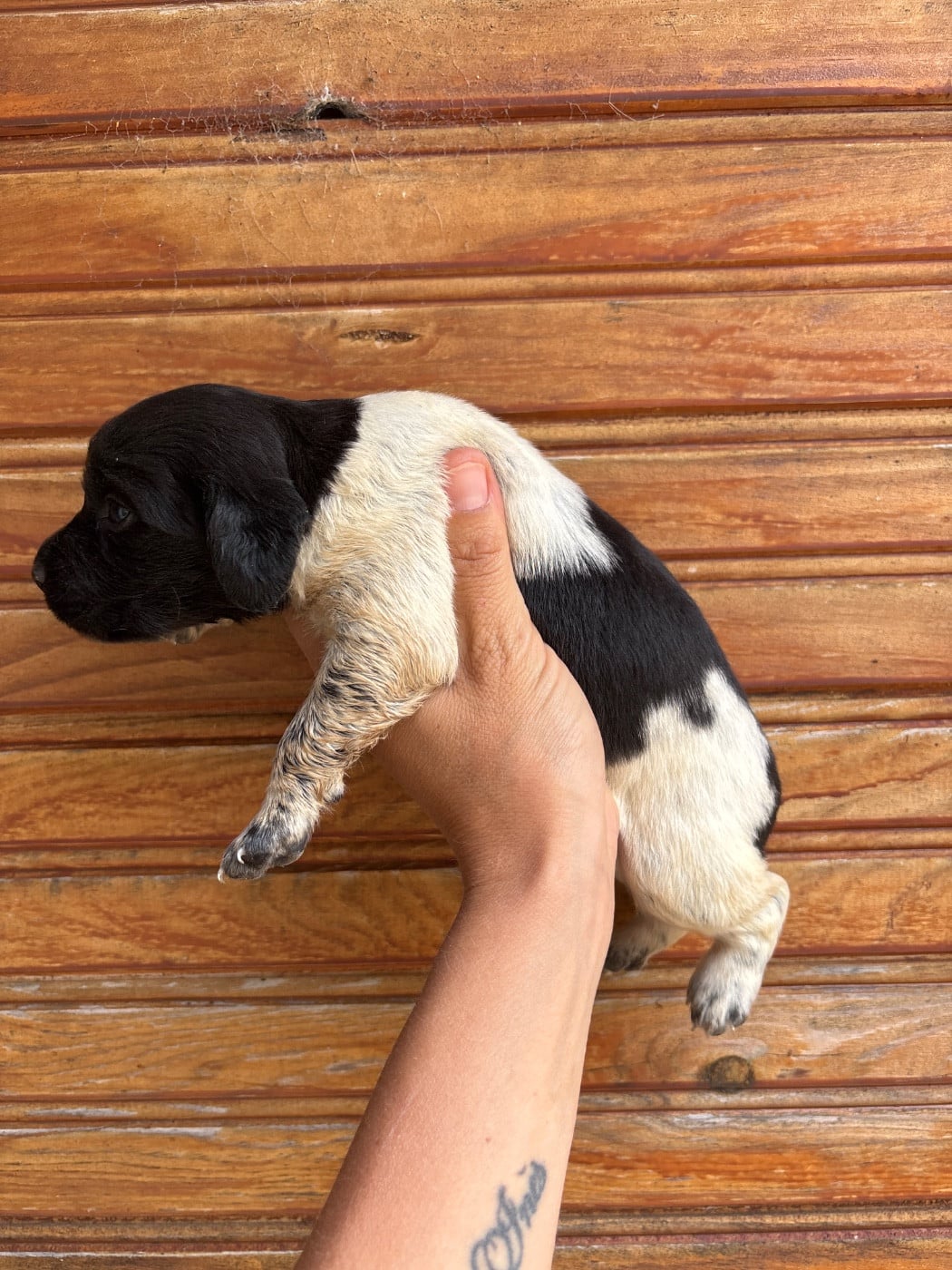 Chiot N°6