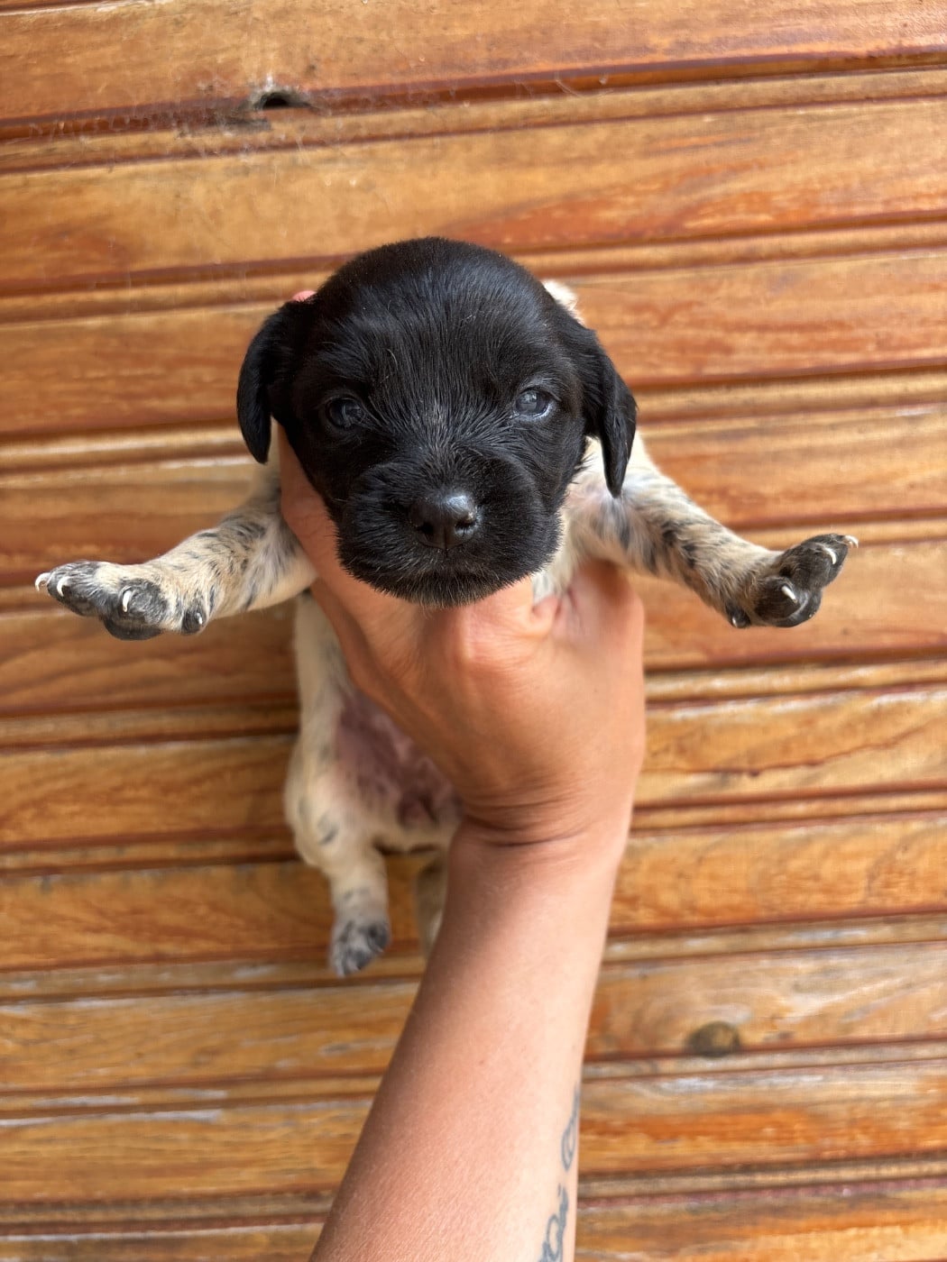 Chiot N°6