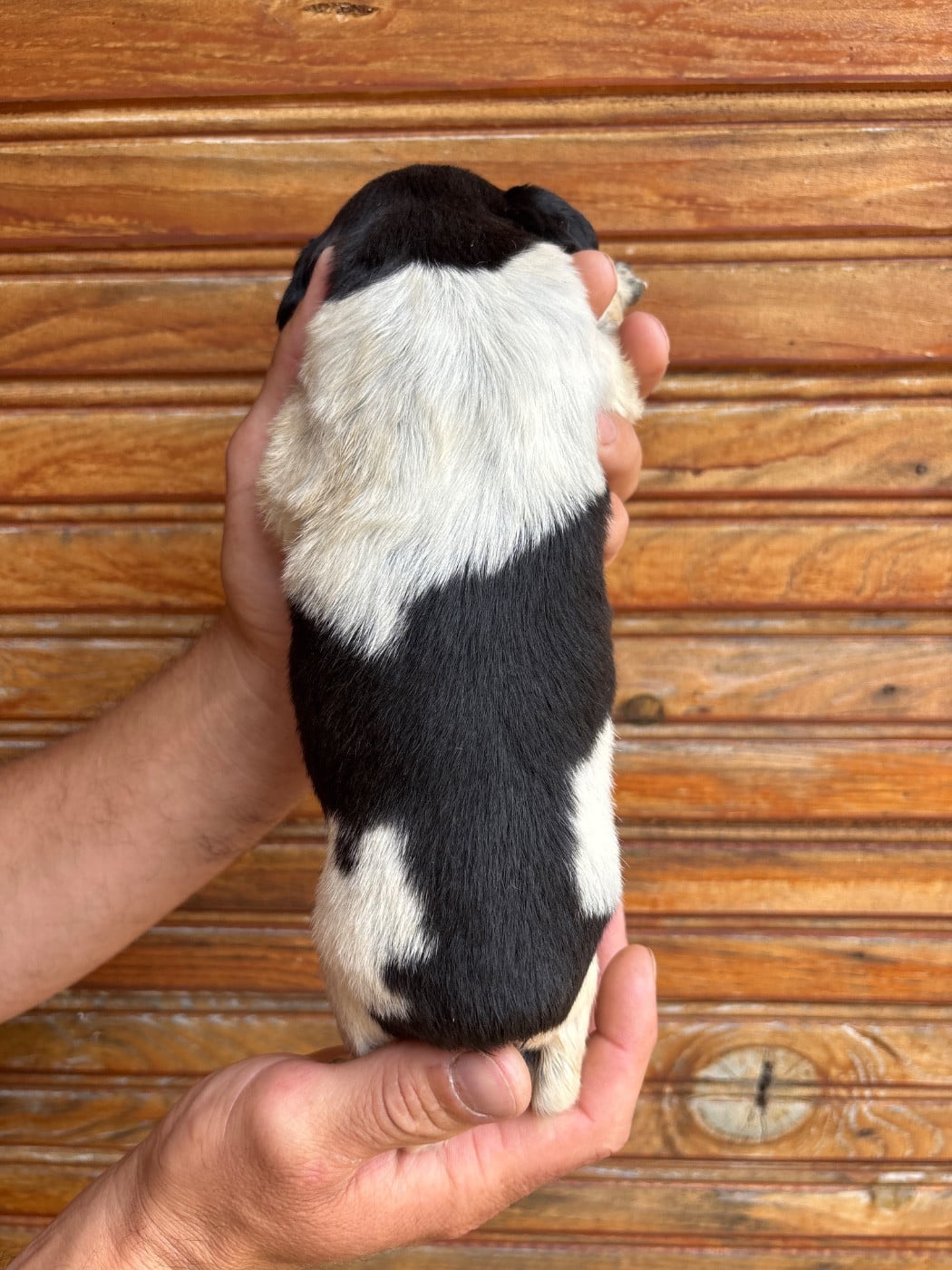 Chiot N°6