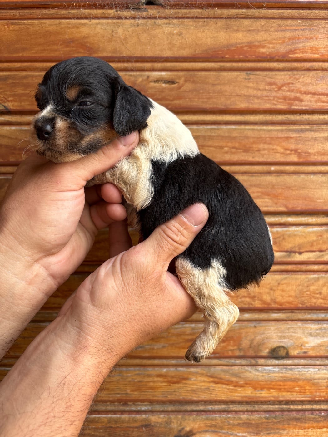 Chiot N°9