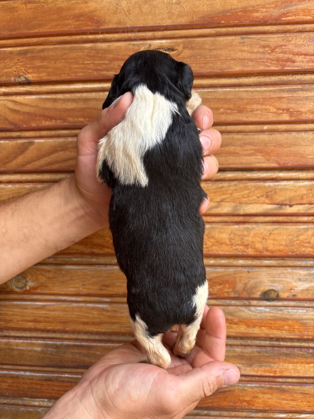 Chiot N°9