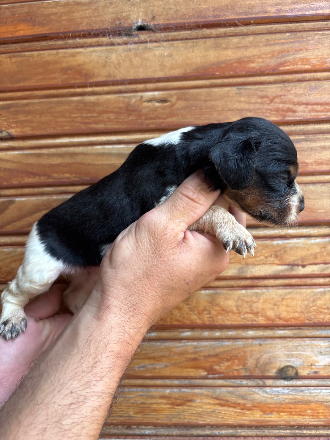 Chiot N°9