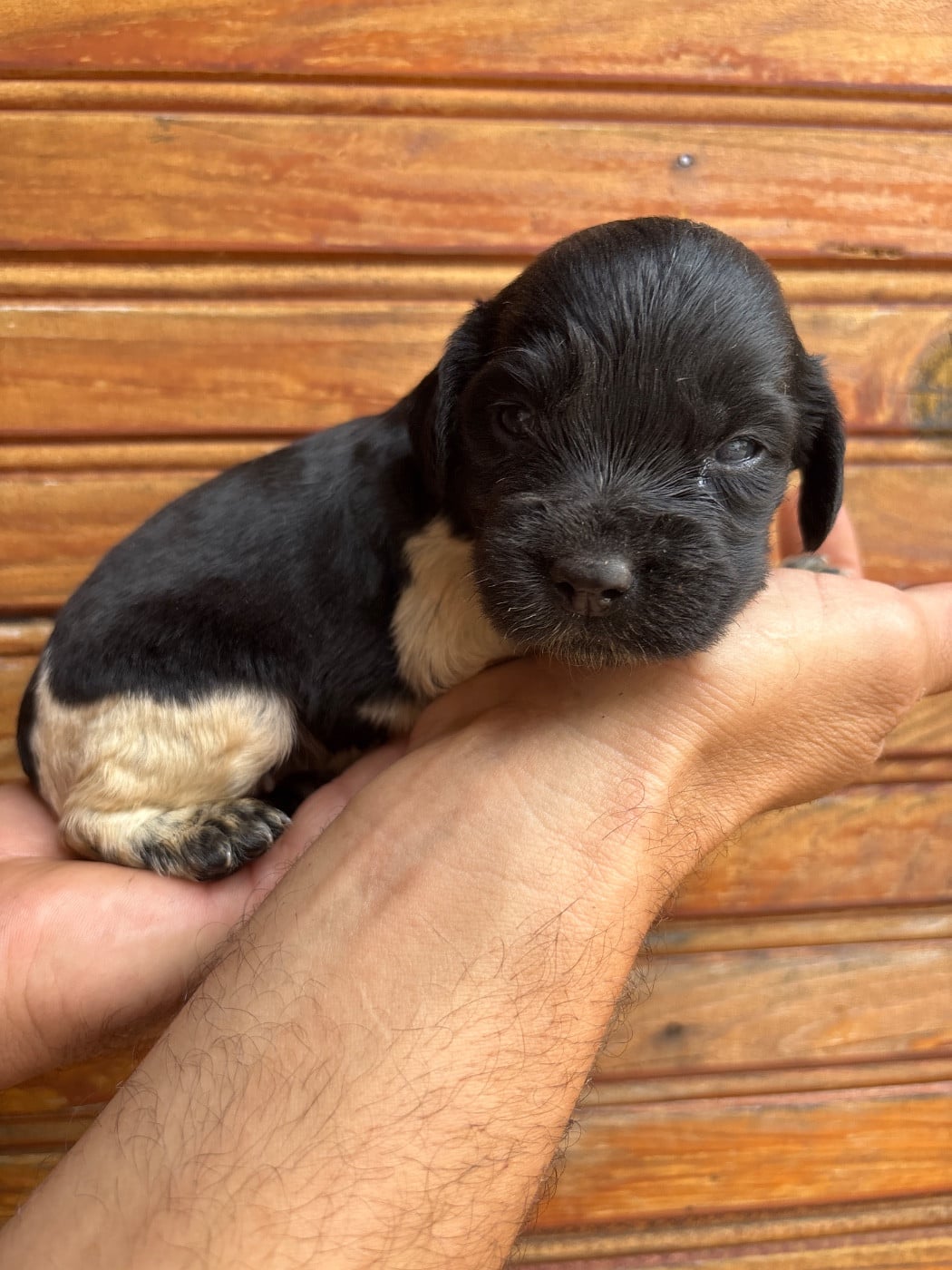 Chiot N°1