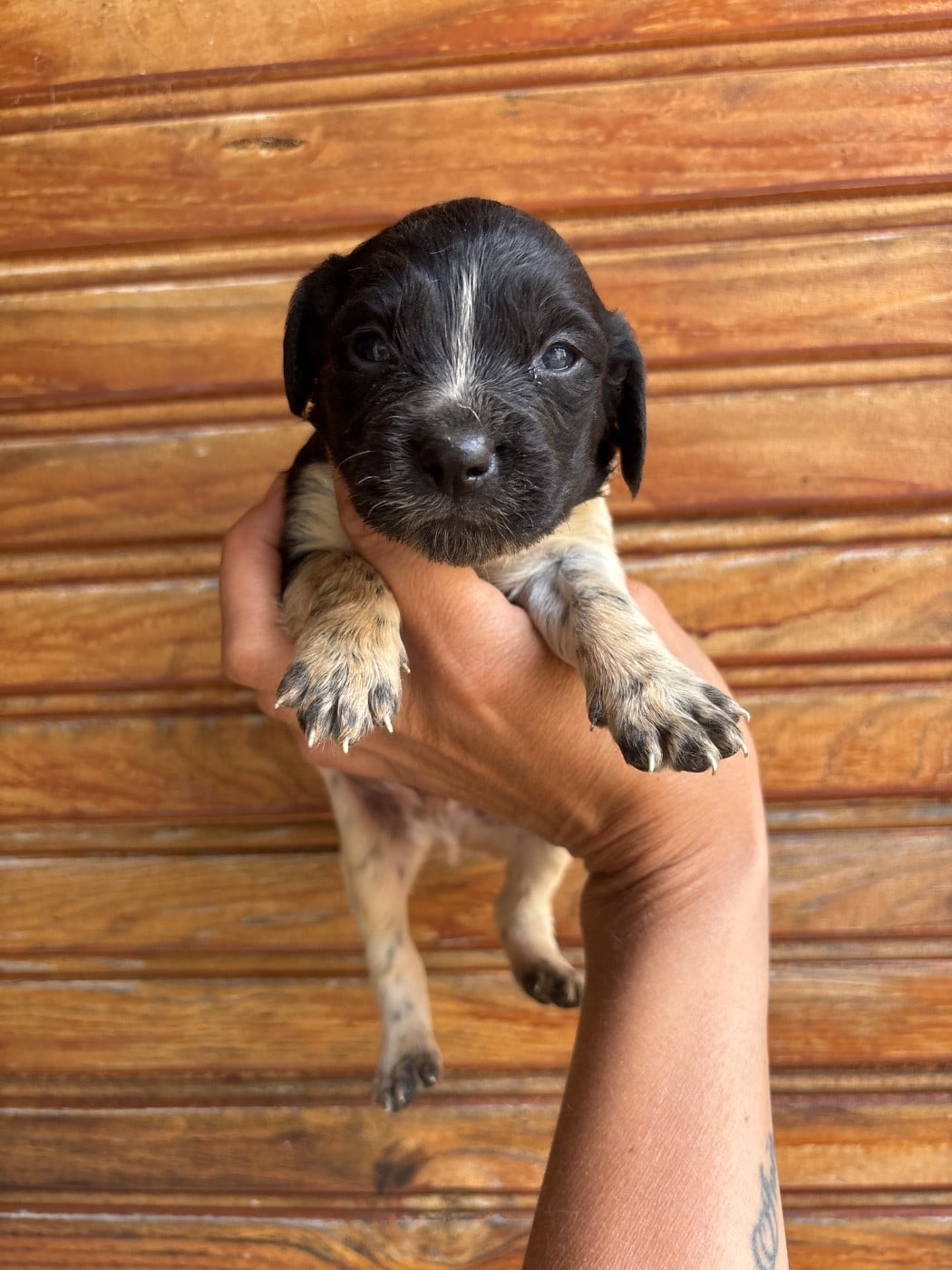 Chiot N°2