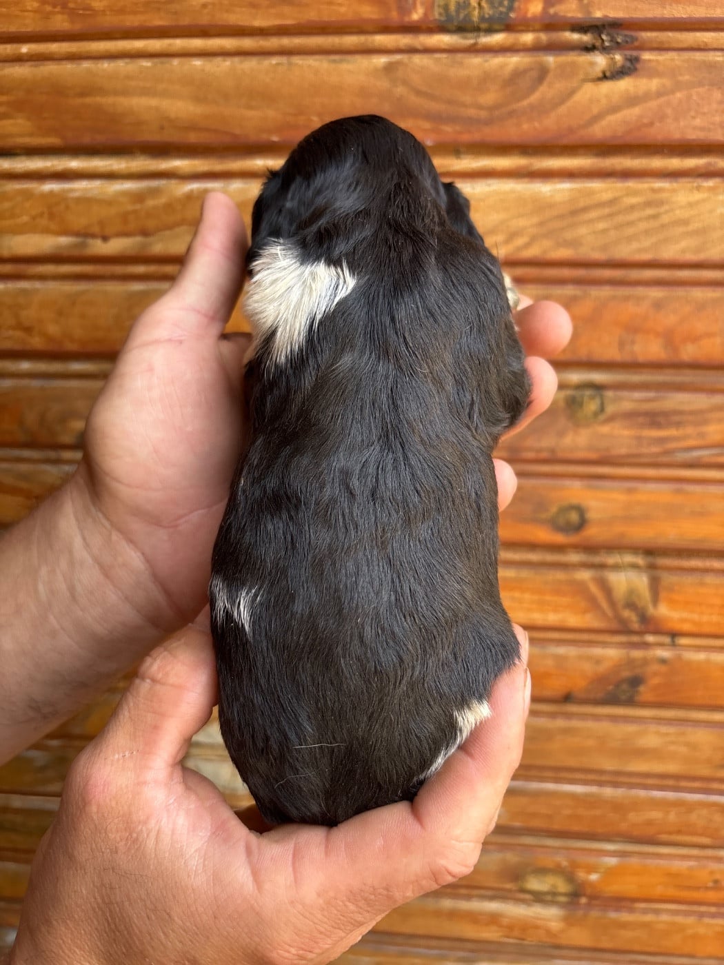 Chiot N°2