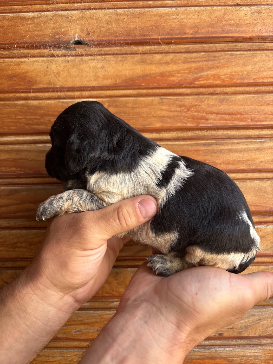 Chiot N°3