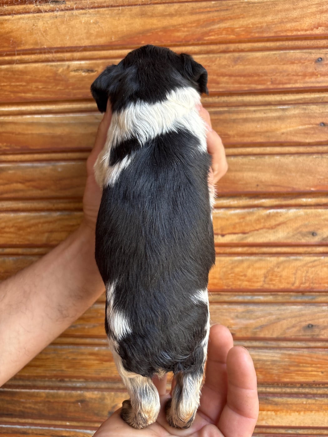 Chiot N°3