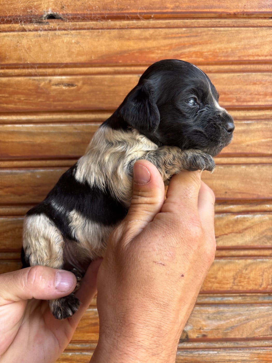 Chiot N°3
