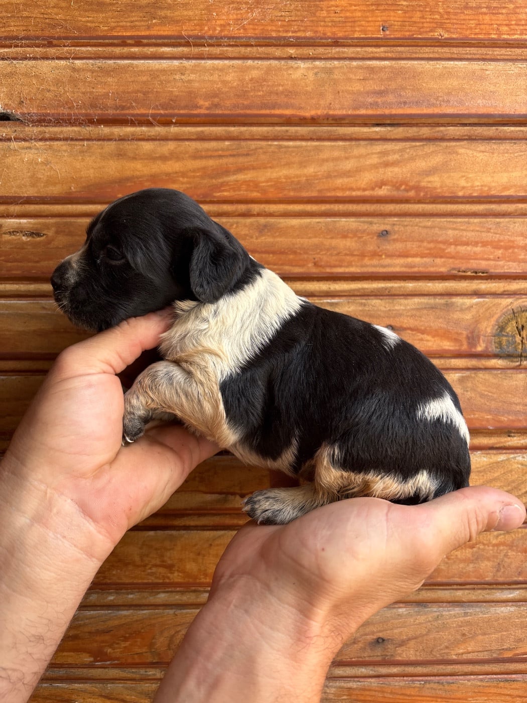 Chiot N°4