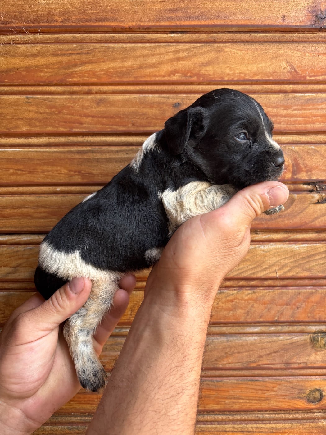 Chiot N°4