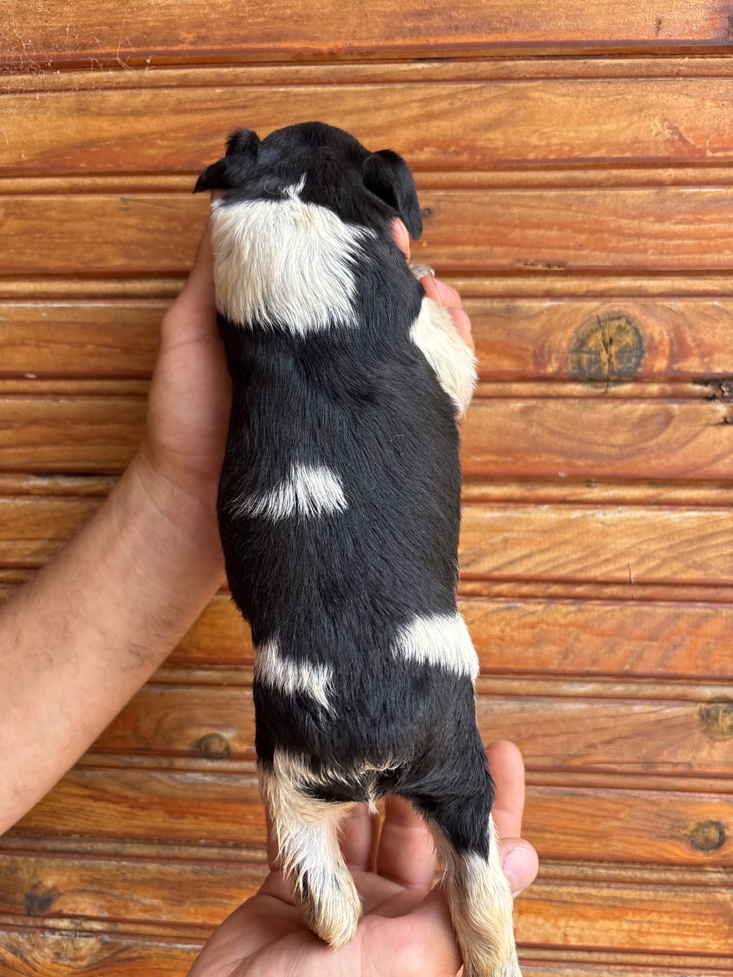 Chiot N°4