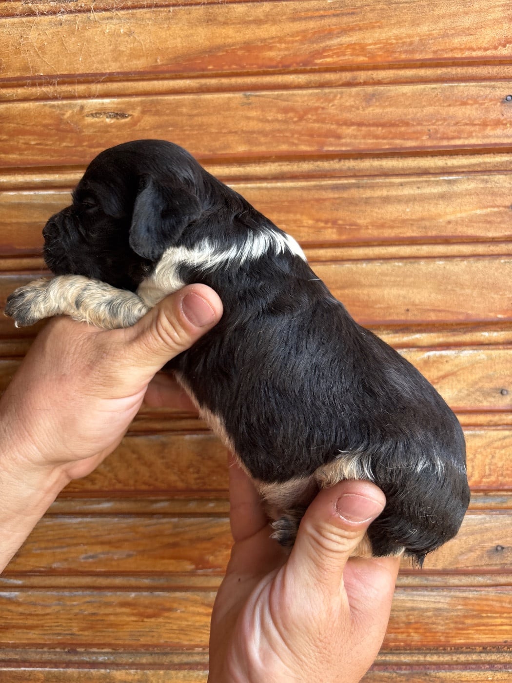 Chiot N°5